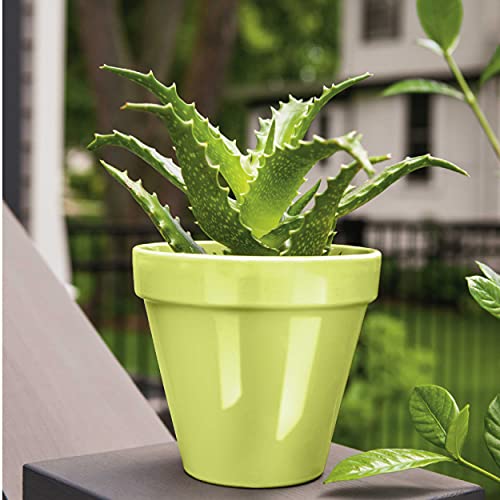 12 oz Krylon K05512007 Citrus Green COLORmaxx Paint & Primer Spray Paint, Gloss