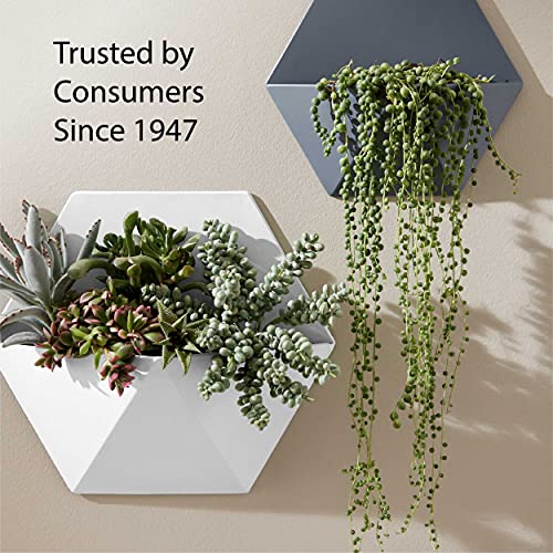 12 oz Krylon K05516007 Dover White COLORmaxx Paint & Primer Spray Paint, Gloss